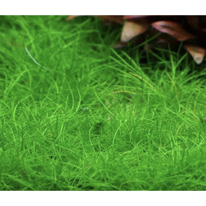 ELEOCHARIS ACICULARIS plante couvre sol pour aquarium en pot de 5cm au ...